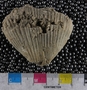 UC13951 fossil
