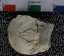 UC18099_fossil