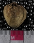 UC21848_fossil
