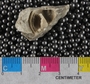 UC21853 fossil