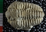 UC123_fossil