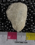 UC21953 fossil