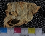UC22054_fossil