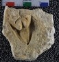 UC22065_fossil2
