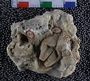 UC22065_fossil