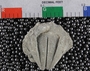 UC24416_fossil