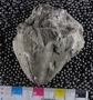 UC24418_fossil