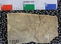 UC33593_fossil