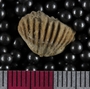 UC35599_fossil