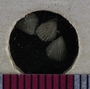 UC46078_fossil