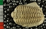 UC6851 fossil