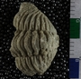 UC9907_fossil