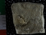 UC22021 fossil