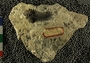 UC60661_fossil