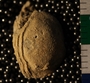 UC60668_fossil