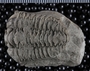 P8917_fossil