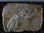 P9199 fossil