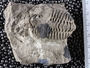 P21955_fossil
