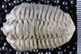 P22239_fossil