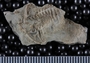 P23370_fossil
