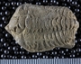 P23672_fossil