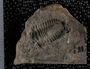 P28183_fossil