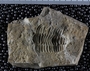 P8842_fossil
