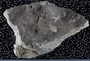 PE57165_fossil