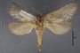95058 Callipielus perforata PT v IN