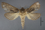 95058 Callipielus perforata PT d IN