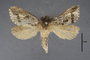 95059 Callipielus vulgaris PT d IN