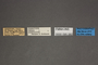 95060 Dalaca quadricornis PT labels IN
