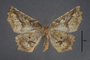 95077 Endropia canidiaria HT v IN