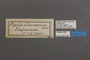 95092 Phyllia cinerescens HT 1of2 labels IN
