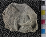 P11431_fossil_2