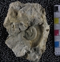 P16383_fossil