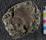 PE61177_fossil