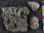 PE61178_fossil
