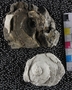 PE61179_fossil