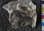 PE61183_fossil