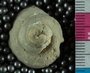 UC21867 fossil