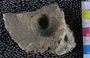 UC22103_fossil