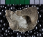 UC33469_fossil