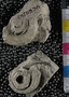 UC60863_fossil