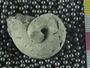 P11427_fossil_3