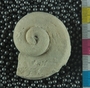 P11427_fossil_4