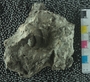 PE61191_fossil