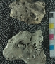 PE61195_fossil_2