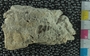 PE61196_fossil