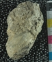 PE61205_fossil